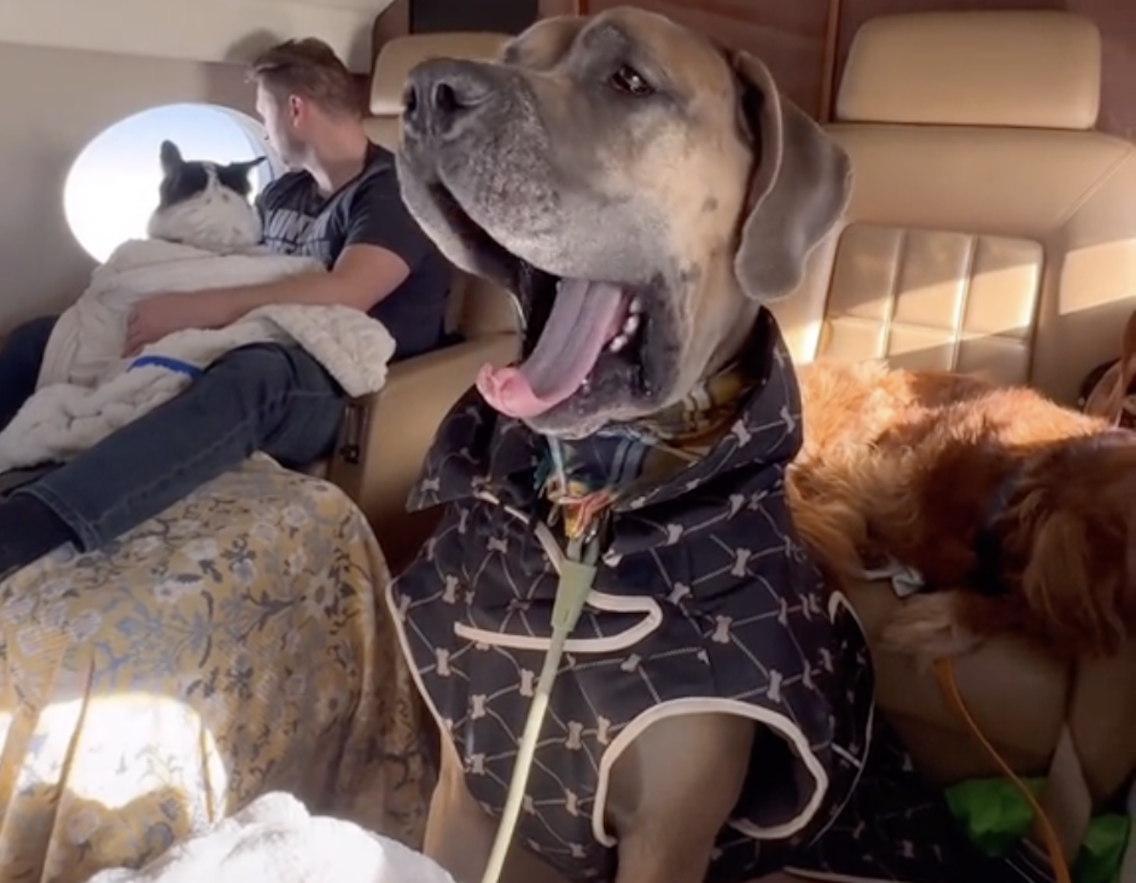 dogs on flights - yawning great dane